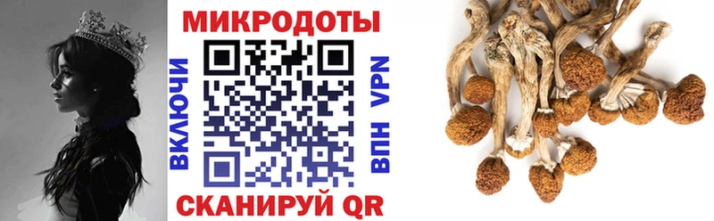 Псилоцибиновые грибы Psilocybe  Ржев 